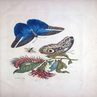 Tropsko voće, leptiri, ispis plakata s pločama Sybilla merian