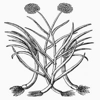 Botanika: poriluk, 1565. Nallium porrum. Woodcut, 1565. Poster tisak