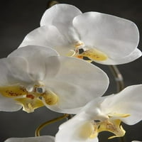 Richland 36 Veliki Phalaenopsis Orchid sprej s cvijećem i pupoljcima krem ​​bijeli