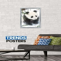 Životinje - plakat na zidu s pandom u snijegu, 14.725 22.375