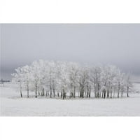 Calgari, Alberta, Kanada - drveće prekriveno Mrazom na posteru polja, 12
