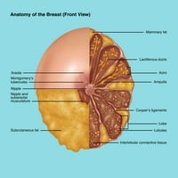 Anatomija dojke, ilustracijski tisak plakata Gwen Shockey Science Source