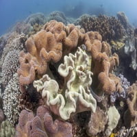 Kolonija kožastih koralja, Ameli, Filipinsko more. Ispis plakata Davida Fleethama