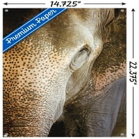 Beth Sheridan-Zidni plakat s indijskim slonom i gumbima, 14.725 22.375