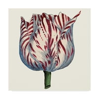 Zaštitni znak likovne umjetnosti 'Tulip Garden VI' Canvas Art by Vision Studio