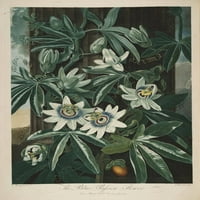 Plakat hrama flore i plave pasiflore Philipa Reinagla