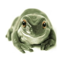 53520, fotografija prirodnih trenutaka; zelena žaba, ispis plakata na bijeloj pozadini