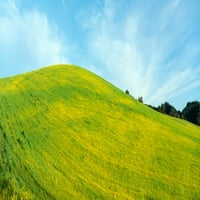 Proljetno polje, sjeme gorušice, u blizini jezera Casitas, Kalifornija tiskanje plakata